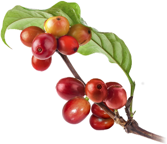 While Carrying Out A Brand Audit, We Poke And Pry About - Coffee (475x282), Png Download