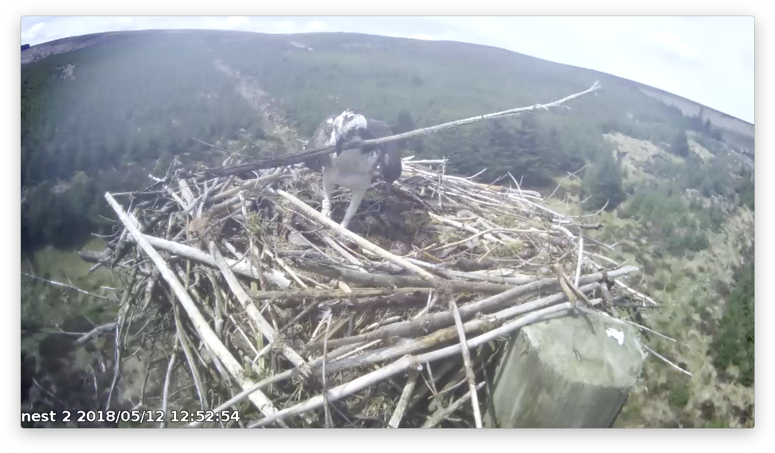 The Longer The Stick The Better For 37 Forestry Commission - Forest (2728x1608), Png Download