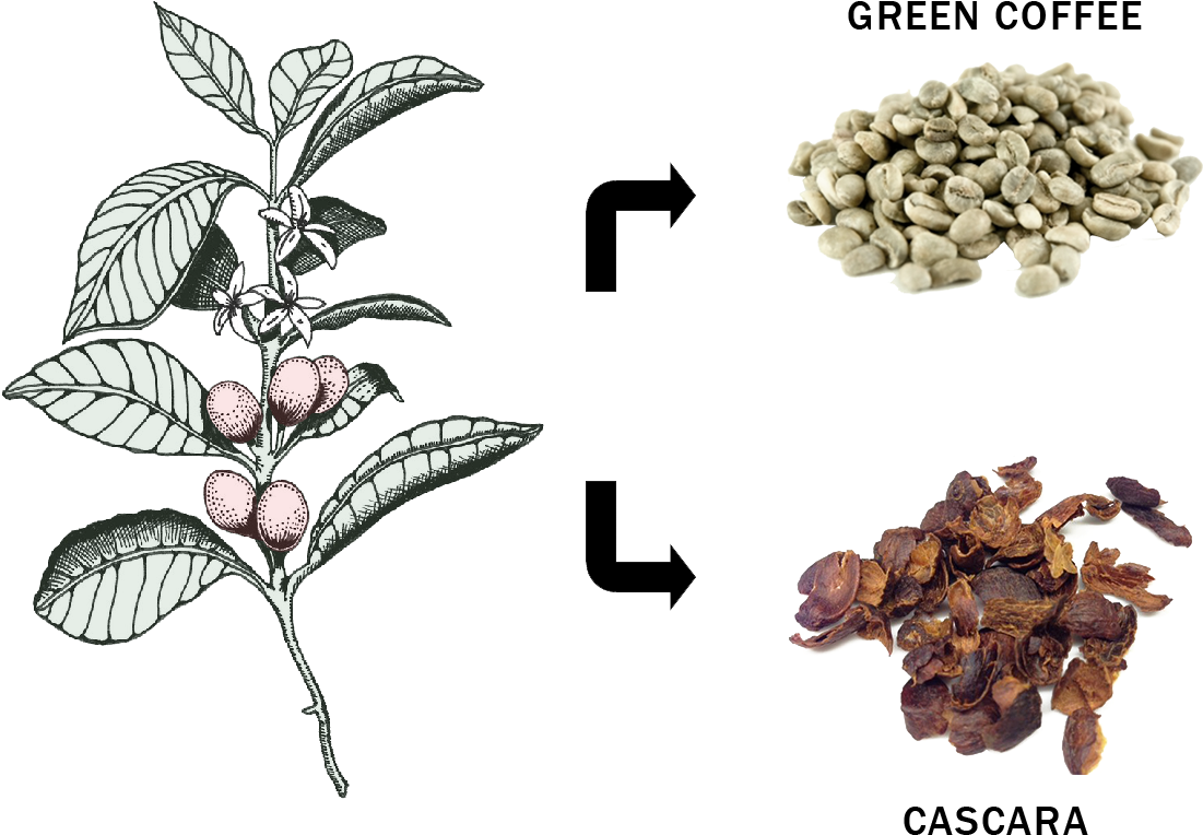 Coffee Plant Product Split - Mata De Cafe Ilustracion (1168x854), Png Download
