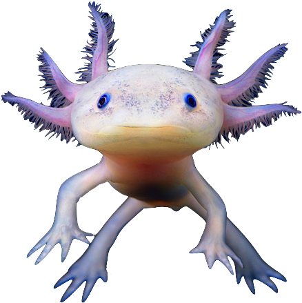 Axolotl Animal Coloring Pages Transparent - Axolotl Transparent Background (500x500), Png Download