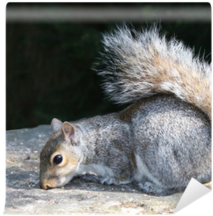 A Grey Squirrel Feeding On A Stone Pillar - Eastern Gray Squirrel (400x400), Png Download