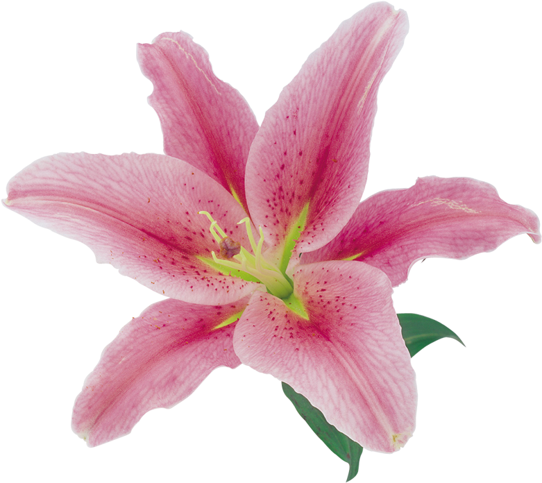 Flores Naturales, Natural Flowers - Lirio Rosa Png (800x707), Png Download