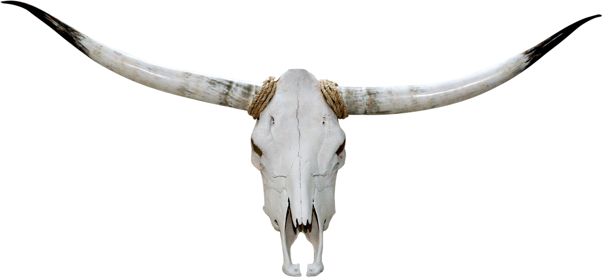 Authentic Longhorn Steer Skull - Cattle (2283x1051), Png Download