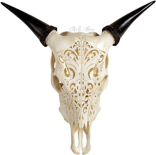 Carved Cow Skull - Skull (645x645), Png Download