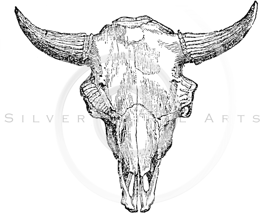 Buffalo Skull Drawing At Getdrawings - Buffalo Skull Illustration Png (893x768), Png Download