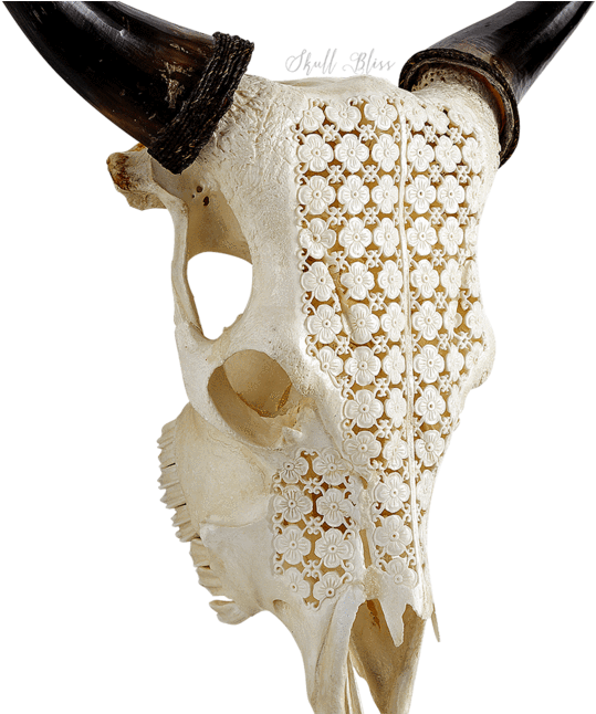 Carved Cow Skull - Xl Horns (645x645), Png Download