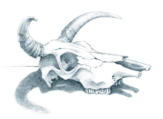 Cowskull (562x608), Png Download