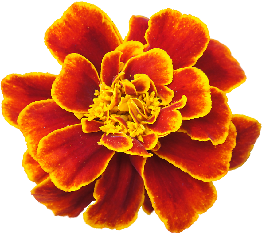 To Embroider - Marigold Png (500x475), Png Download