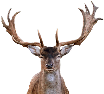 Hirsch Fallow Deer Antler Isolated Transpa - Astas De Ciervo (510x340), Png Download