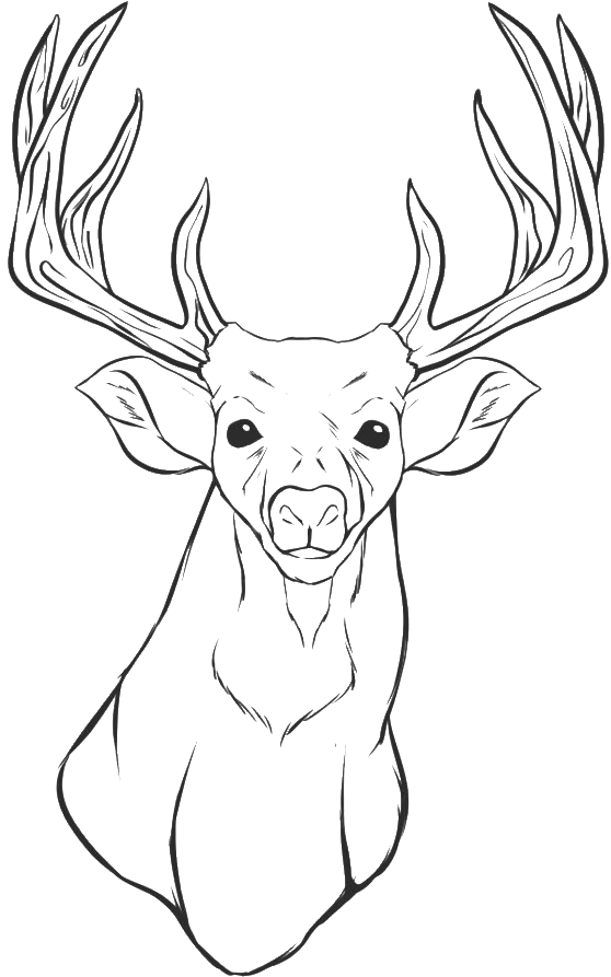 Drawing Of Deer Heads (700x892), Png Download