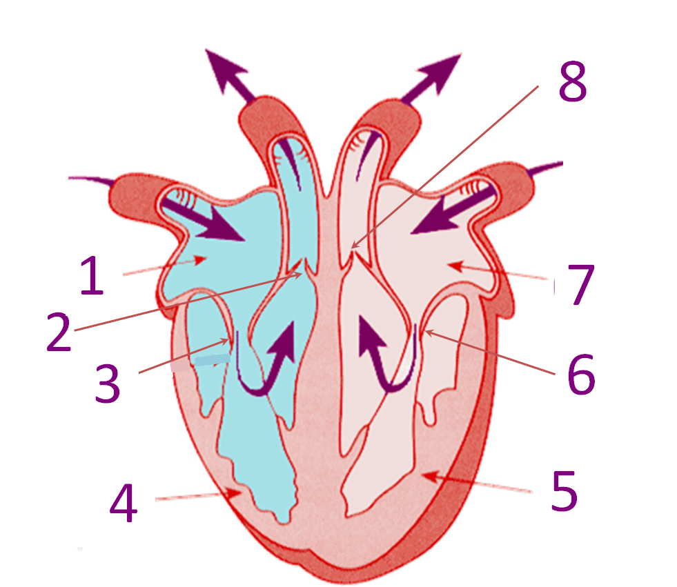 Back To Top - Structure Of The Heart Without Label (982x888), Png Download