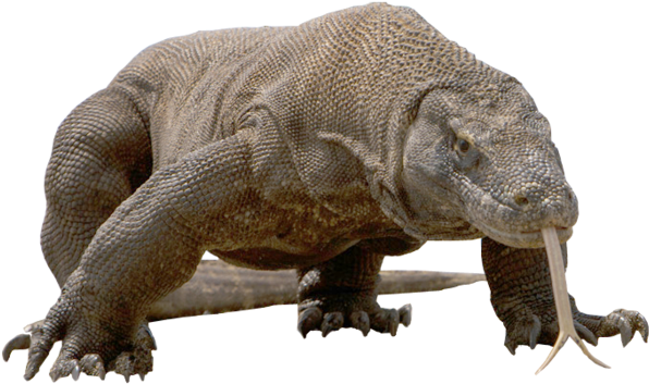 Komodo Dragon Free Download Png - Komodo Png (1024x683), Png Download