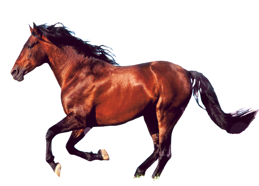 Aftm Bw Horse Running King Duvet (1024x1024), Png Download