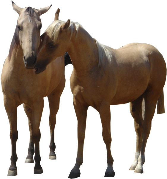 Com, Three Horses - Horse (900x675), Png Download