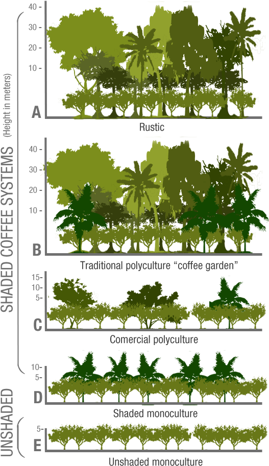 Embedded Image Permalink Coffee Study, Coffee Farm, - Moguel Y Toledo 1999 (600x960), Png Download