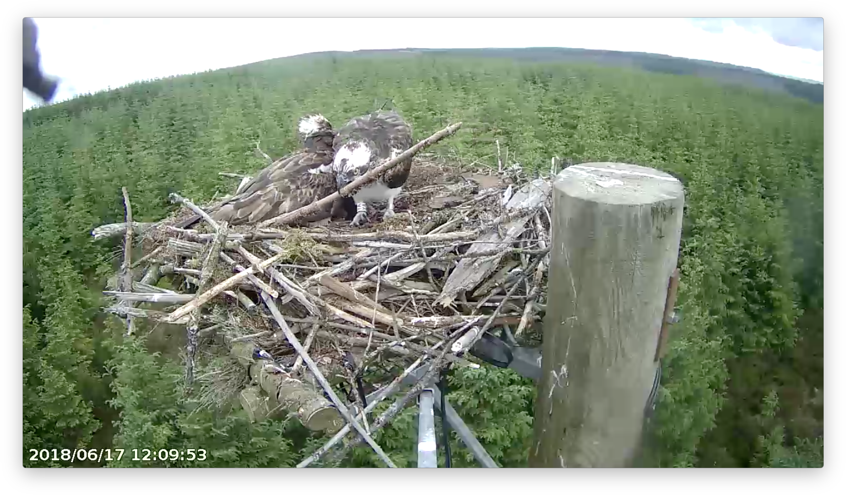 Ya Places Another Stick Forestry Commission England - Wood (2728x1608), Png Download