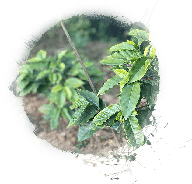 Next - Houseplant (631x604), Png Download