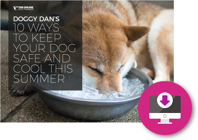 10 Ways To Keep Your Dog Safe And Cool This Summer - Dog Ice Bucket (695x492), Png Download