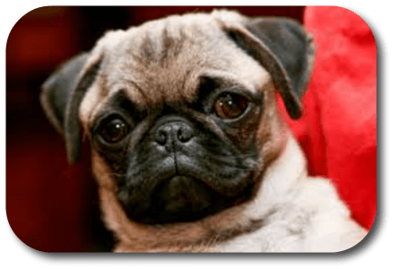 Can My Dog Overheat Even If It Feels Nice And Cool - Dog With Short Nose (438x300), Png Download