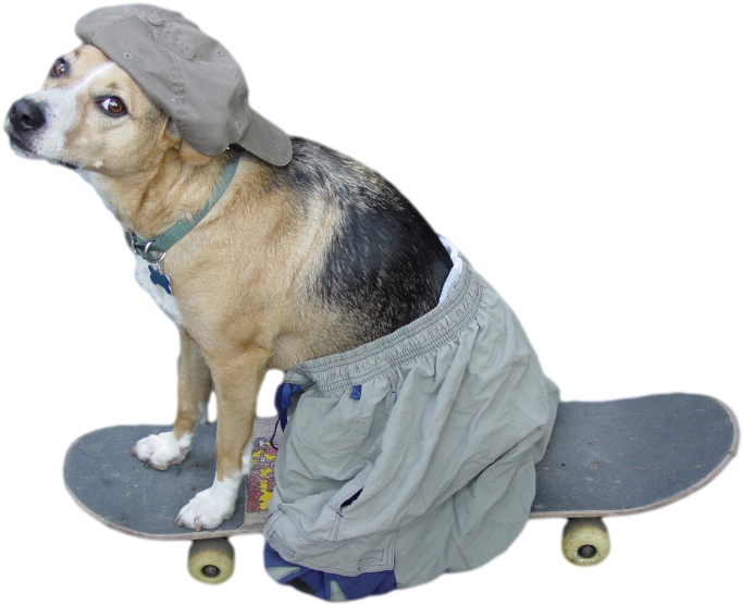 And Remember, Stay Cool - Cool Dog On Skateboard (500x375), Png Download