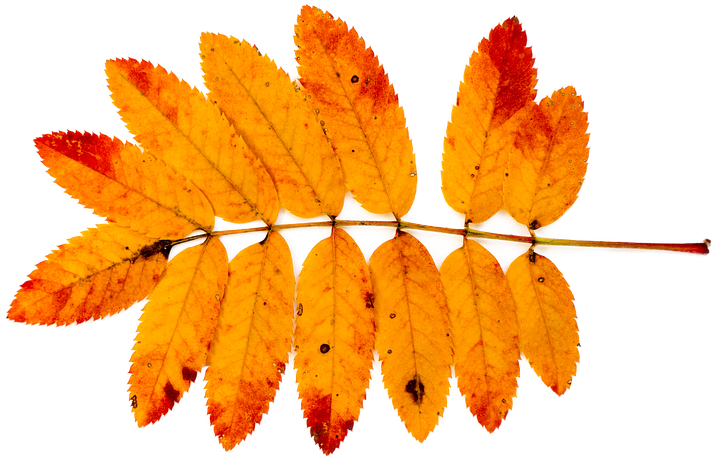 Mountain Ash, Autumn, Nature, Leaves, Red, Orange, - Autumn (960x640), Png Download