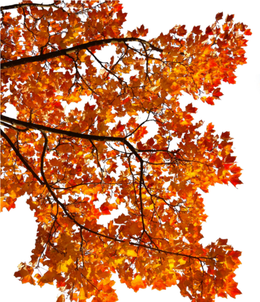 Mq Tree Orange Leaf Autumn Fall - Tree Branch Autumn Png (1024x1024), Png Download