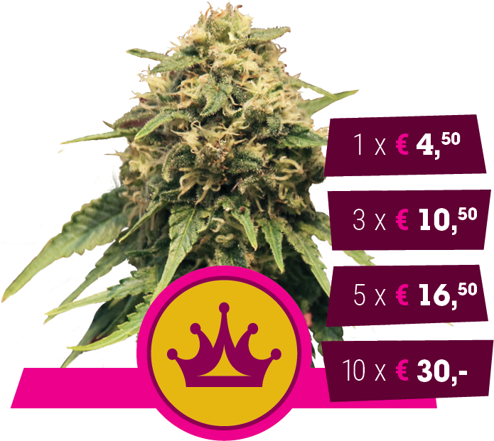 Power Bud X Skunk - Royal Queen Seeds Special Queen (729x729), Png Download