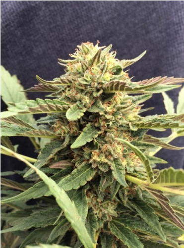 Nicht Vorrätig - Cbd Therapy (500x500), Png Download