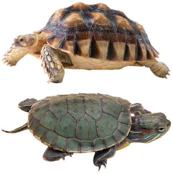 Reptiles Png - Kocome Aquarium Bridge House Decorations Fish Tank (348x350), Png Download