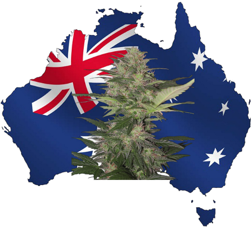 Australian Weed - Arnotts Tim Tam Double Coated Biscuit 200g. (856x741), Png Download