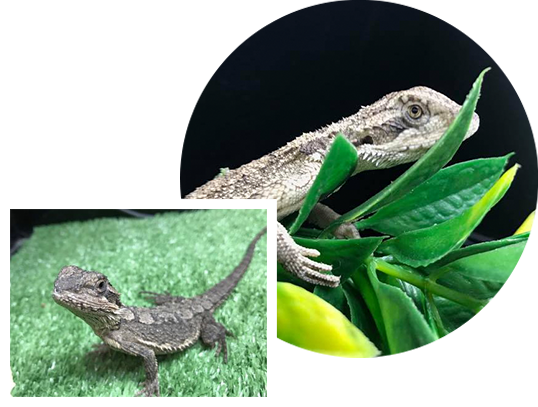 Reptiles - Gecko (538x407), Png Download