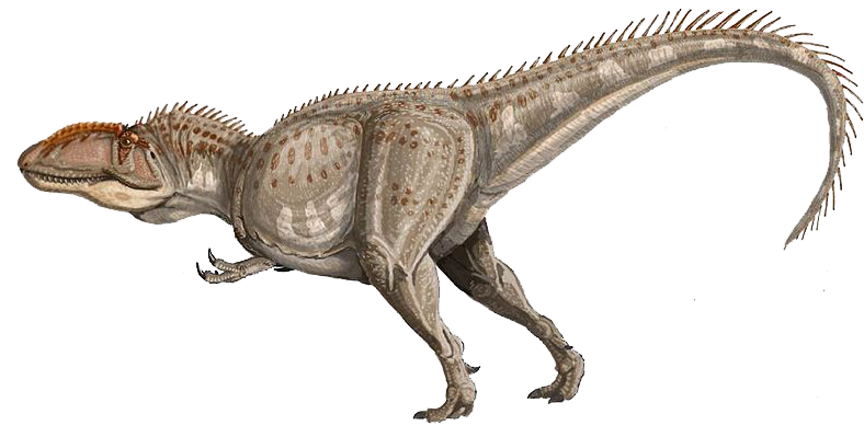 Giganotosaurus - Dinosaurio Mas Grande Carnivoro (800x435), Png Download