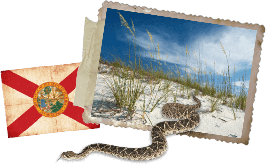 Florida State Flag (539x333), Png Download