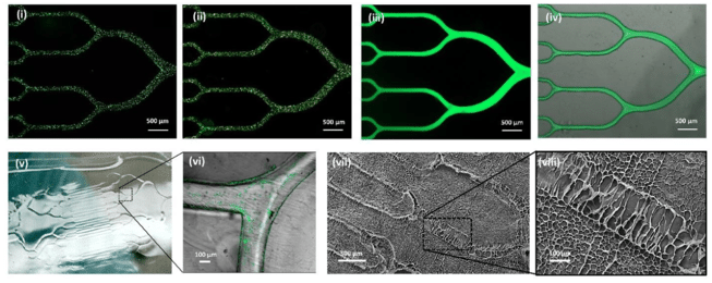 Download Figure S1, Patterning Particle, Protein And Hydrogel ...