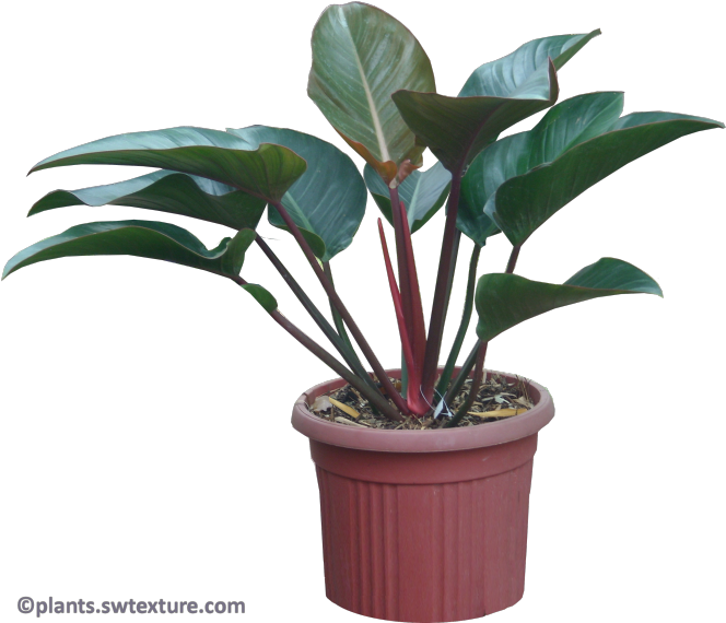 Philodendron 'red Congo' Image Resolution - Congo Philodendron Png (677x600), Png Download