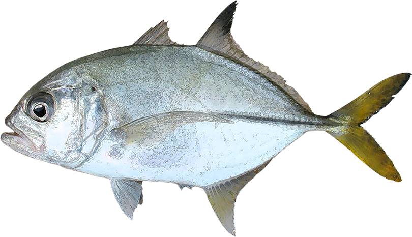 Peces Png - Food (810x466), Png Download