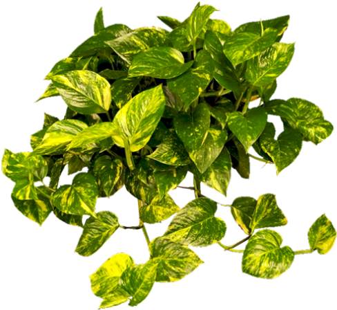 Philodendron Cordatum - Golden Pothos Png (495x450), Png Download
