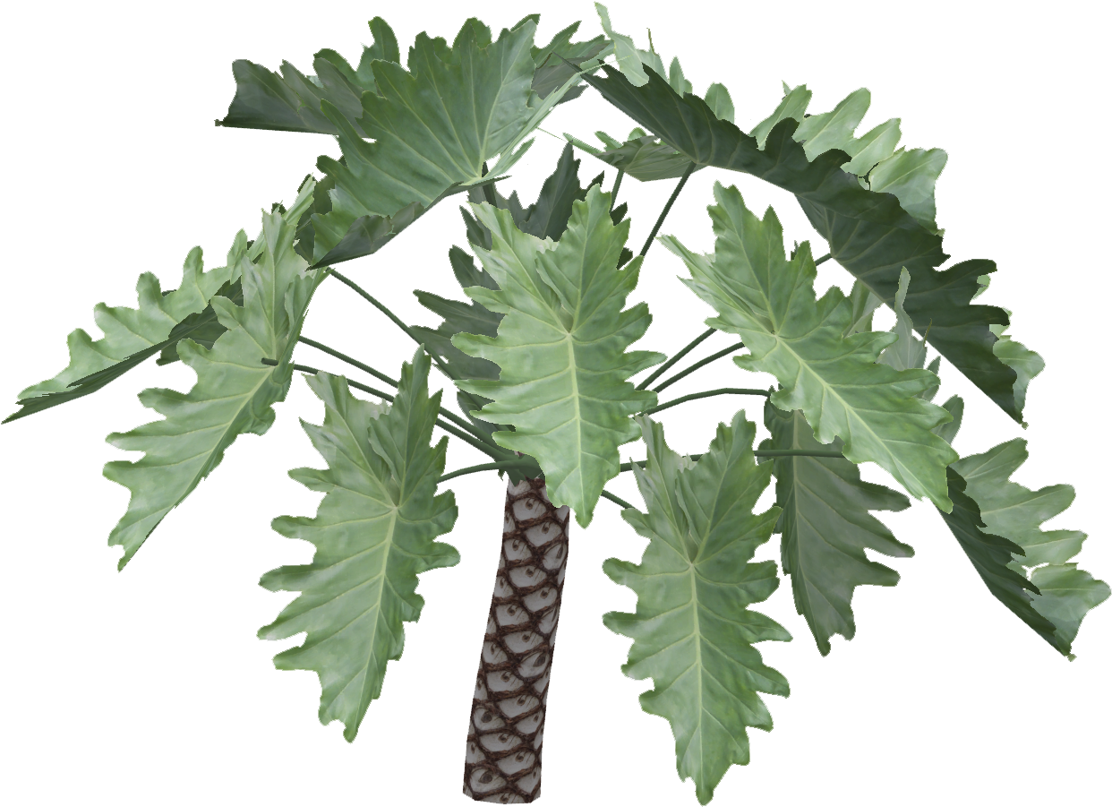 Philodendron Undulatum - Philodendron Undulatum Zt2 (1241x1241), Png Download