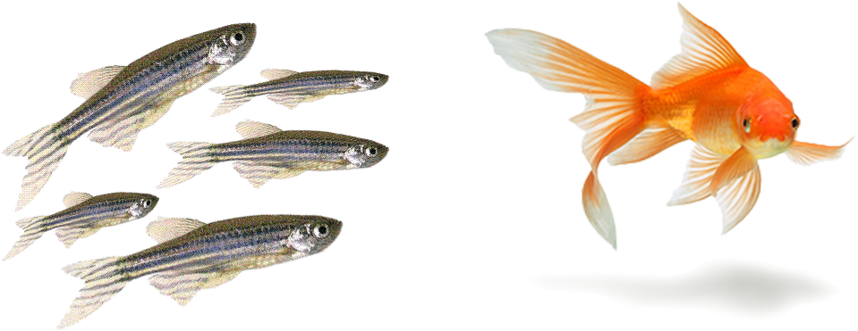 Hola Amigos Del Blog, Hoy Queremos Iniciar Hablando - Peces De Acuario Png (1000x600), Png Download