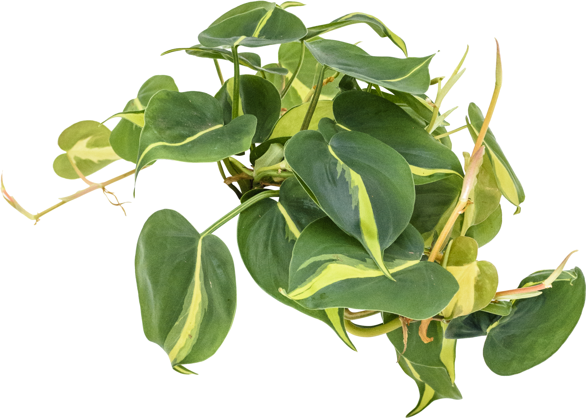 Philodendron 'brasil' - Brazil (2048x1530), Png Download