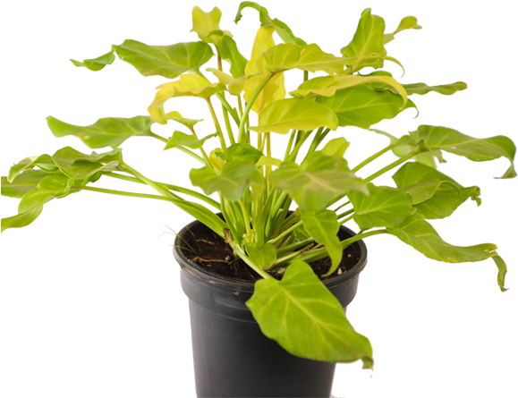 Philodendron Xanadu (600x600), Png Download