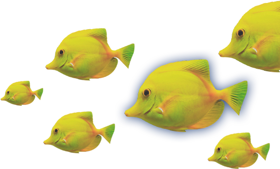 Peces - Peces De Coral Png (576x389), Png Download