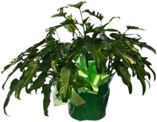 Fiddle-leaf Philodendron - Philodendron (600x600), Png Download