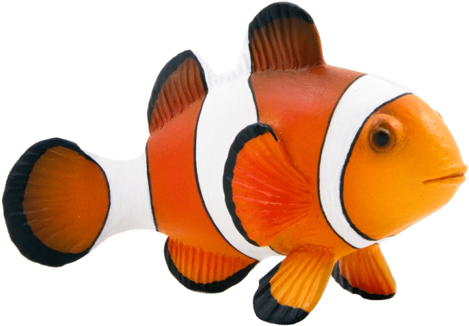 Colores Del Pez Payaso - Clown Fish (759x759), Png Download