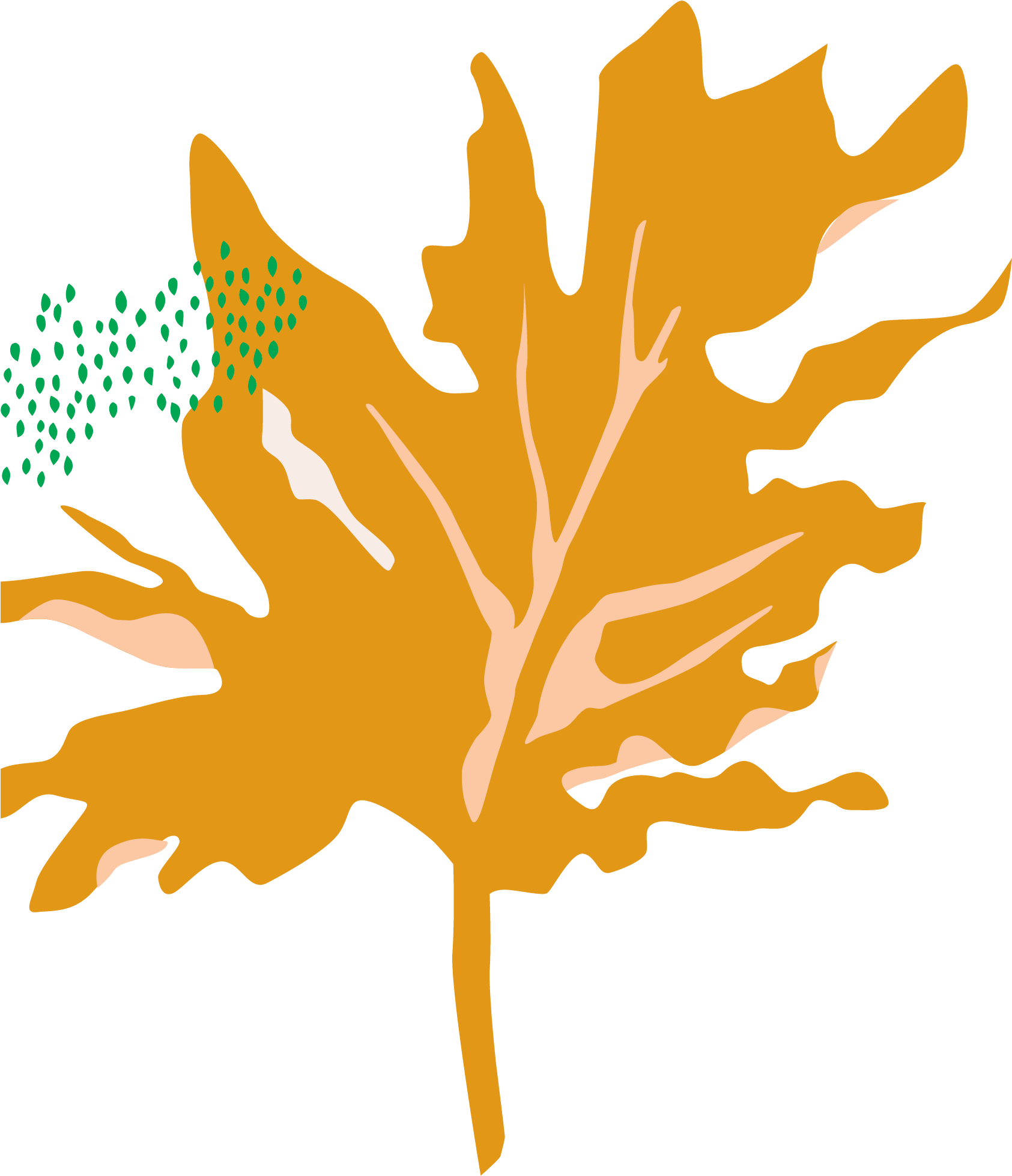 Bloomscape Philodendron Hope Selloum - Tree Philodendron (1846x2611), Png Download