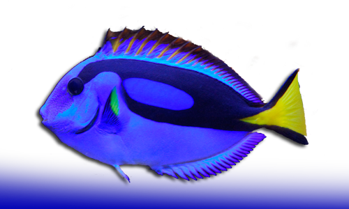 Peces Cirujano - Peces De Arrecife Png (500x300), Png Download