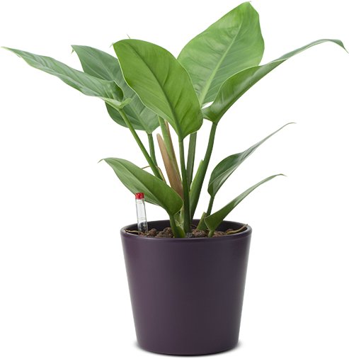 Philippine Evergreen (492x561), Png Download