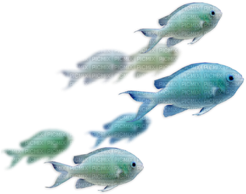 Peces - Fond Transparent Animaux Marin (400x300), Png Download