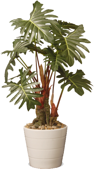 Bay Isle Home Philodendron Floor Foliage Plant (600x600), Png Download
