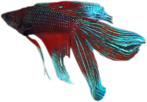 Zoom Diseño Y Fotografia - Peces Fondo Transparente Png (494x343), Png Download